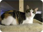 Adopt Tessa a Calico or Dilute Calico Calico (short coat) cat in Bartlett