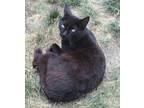 Adopt ALMOND EYES a All Black Domestic Shorthair (short coat) cat in Lower Lake