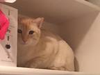Adopt Kona a Cream or Ivory Domestic Mediumhair (medium coat) cat in Sacramento