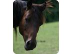 Adopt Scarlet a Grade / Mixed horse in Woodstock, IL (10872393)
