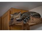 Adopt Prince Naseem a Brown Tabby Domestic Shorthair (short coat) cat in