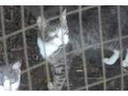 Adopt Hanson a Gray, Blue or Silver Tabby Domestic Mediumhair (medium coat) cat
