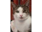 Adopt Harold a Gray, Blue or Silver Tabby Domestic Shorthair (short coat) cat in