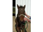 Adopt Reynolds a Bay Quarterhorse horse in Alvin, TX (16370824)