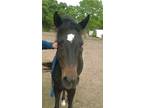 Adopt Flicka a Bay Quarterhorse / Pony - Other horse in Alvin, TX (16371585)