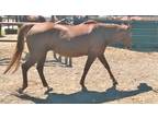 Adopt Shasha a Chestnut/Sorrel Quarterhorse horse in Alvin, TX (16371917)