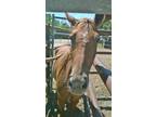 Adopt Sienna a Chestnut/Sorrel Quarterhorse horse in Alvin, TX (16371919)