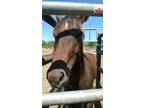 Adopt Kibo a Bay Quarterhorse horse in Alvin, TX (16371989)