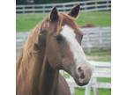Adopt Tuscon a Paint/Pinto / Mixed horse in Woodstock, IL (10872372)