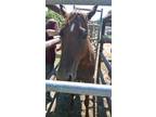 Adopt Kachina a Bay Quarterhorse horse in Alvin, TX (16372038)
