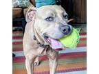 Adopt Seely a Pit Bull Terrier