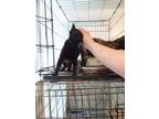 Adopt Minerva a Black (Mostly) Domestic Shorthair (short coat) cat in