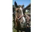 Adopt Bess a Bay Quarterhorse horse in Alvin, TX (16372434)