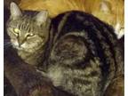 Adopt Togo a Brown Tabby Domestic Shorthair (short coat) cat in Pasadena