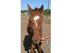 Adopt Andrea a Chestnut/Sorrel Quarterhorse horse in Alvin, TX (16372813)