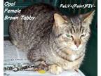 Adopt Opal a Brown Tabby Domestic Mediumhair (medium coat) cat in Hazard