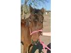 Adopt Kylie a Bay Quarterhorse horse in Alvin, TX (16372835)