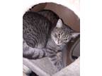 Adopt Clint a Gray, Blue or Silver Tabby Domestic Shorthair (short coat) cat in
