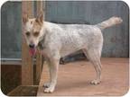 Adopt Mya a Merle Australian Cattle Dog / Mixed dog in Anton, TX (4088430)