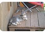 Adopt Persefani a Calico or Dilute Calico Domestic Shorthair (short coat) cat in