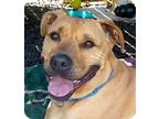 Adopt Clyde a Tan/Yellow/Fawn American Pit Bull Terrier / Mixed dog in Carmel