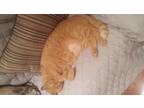 Adopt Tobi a Orange or Red Tabby American Shorthair (medium coat) cat in Severn