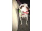 Adopt Lola a White - with Tan, Yellow or Fawn American Pit Bull Terrier / Boxer