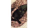 Adopt Phoebe a All Black Domestic Shorthair (short coat) cat in Rochester