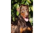 Adopt Sensei a Brown/Chocolate - with Tan Doberman Pinscher / Mixed dog in