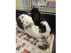 Adopt Bibbles a Bunny Rabbit