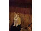 Adopt Dakota a Orange or Red (Mostly) Domestic Shorthair (short coat) cat in