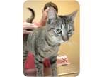 Adopt Delta a Tiger Striped Domestic Shorthair (short coat) cat in Baton Rouge