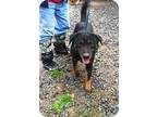 Adopt Ally a Black - with Tan, Yellow or Fawn German Shepherd Dog / Labrador
