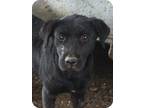 Adopt Tar a Black Labrador Retriever / Mixed dog in Baton Rouge, LA (9867740)