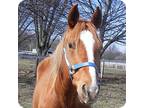 Adopt Cinn a Quarterhorse / Mixed horse in Woodstock, IL (10872399)