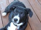Adopt Bella a Black - with White Labrador Retriever / Rottweiler / Mixed dog in