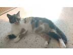 Adopt zamboni a Calico or Dilute Calico Calico / Mixed cat in New Smyrna Beach