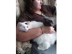 Adopt Thumbelina--Food Allergy a White (Mostly) Domestic Longhair (long coat)