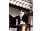 Adopt Alexander a Black & White or Tuxedo American Shorthair / Mixed cat in