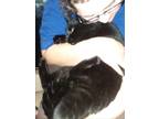 Adopt SHERRIFF a Black (Mostly) Domestic Mediumhair (medium coat) cat in