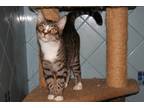 Adopt Gabriel a Tiger Striped Domestic Shorthair (short coat) cat in Santa Rosa