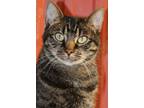 Adopt Ricky a Gray, Blue or Silver Tabby Domestic Shorthair (short coat) cat in