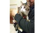 Adopt Widget a Tiger Striped Domestic Shorthair (short coat) cat in Clarkson