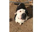 Adopt Sparkle a Black - with White Pit Bull Terrier / Mixed dog in Sacramento