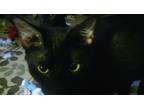 Adopt Cerise a All Black Domestic Shorthair (short coat) cat in Centerton