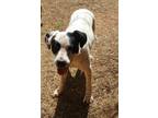 Adopt Ruckus a White - with Black American Pit Bull Terrier / Mixed dog in
