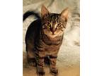 Adopt Twiggy a Brown Tabby Domestic Shorthair (short coat) cat in Clarkson