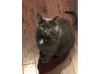 Adopt Mia a Gray or Blue Domestic Mediumhair / Mixed cat in Flowery Branch