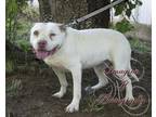 Adopt Asia a White - with Black American Pit Bull Terrier / Mixed dog in