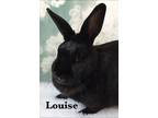 Adopt Louise a Black Havana / Mixed (short coat) rabbit in Auburn, CA (21663652)